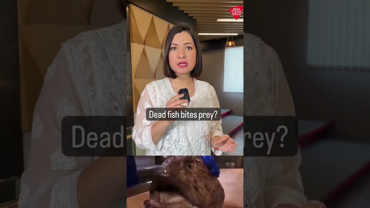 Can Fish Bite Even After Being Decapitated? Video Shows The Head Of Wolf Eel Biting Into A Coke Can