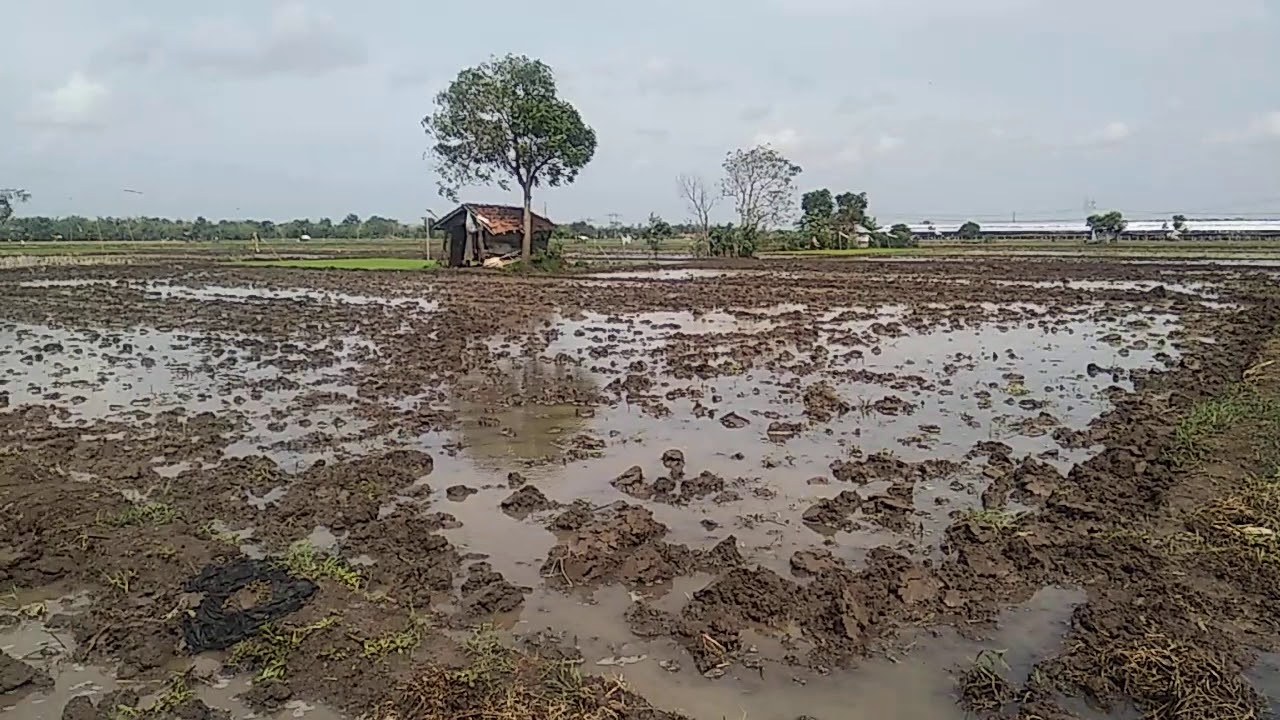 Sawah 