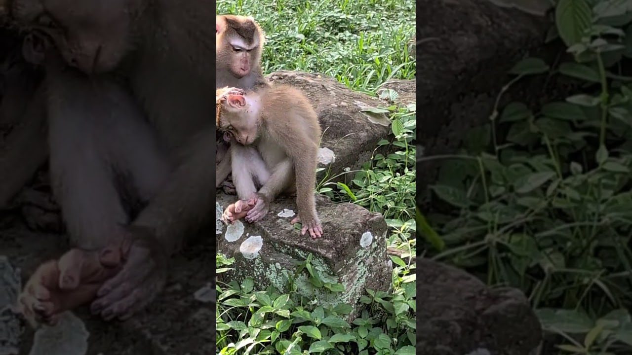A Truly Loving Mother! Luna Nurtures Her Newborn Lynx and Another Monkey #22