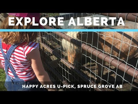 Explore Alberta - Happy Acres U-Pick