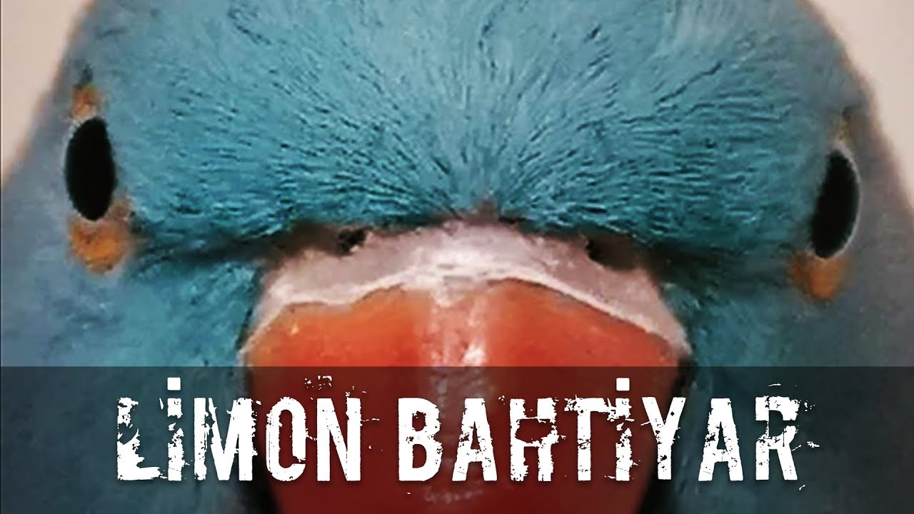 anthem PAPAĞAN BAHTİYAR İLE TANIŞIN! KOD ADI BAHTİ'NİN HİKAYESİ