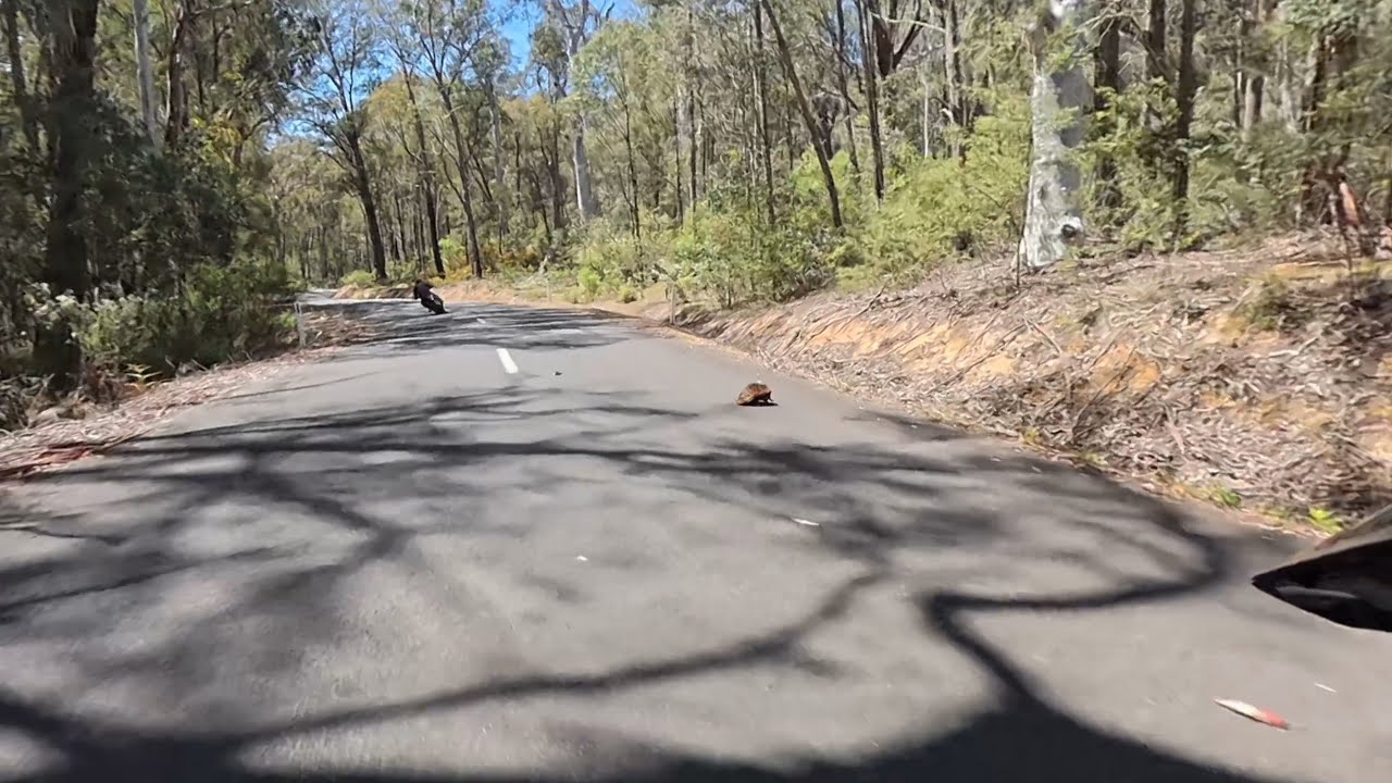 Jindy Nov 2025 - Day 2