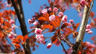 Квітучі сакури та магнолії у центрі Житомира - Житомир.info