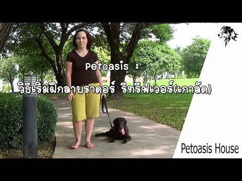 Petoasis :  วิธีเริ่มฝึกลาบราดอร์ รีทรีฟเวอร์(เกาลัด)