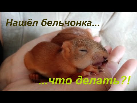 Нашёл бельчонка, что делать?