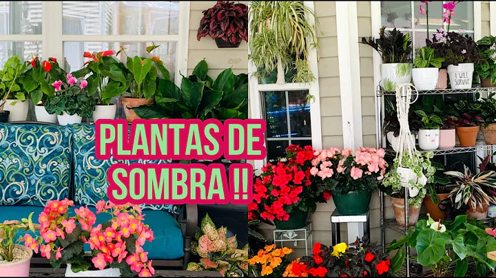 Plantas De Sombra Tour