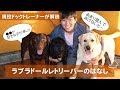 ラブラドールレトリーバーってどんな犬?飼い方?特徴は? 現役ドックトレーナーの犬種紹介(Labrador Retriever)
