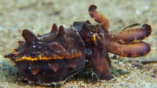 Download Lagu AMBON I II III IV MP3