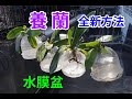 新發明! 水膜盆 蘭花不爛根 How to Prevent Orchid rotten roots