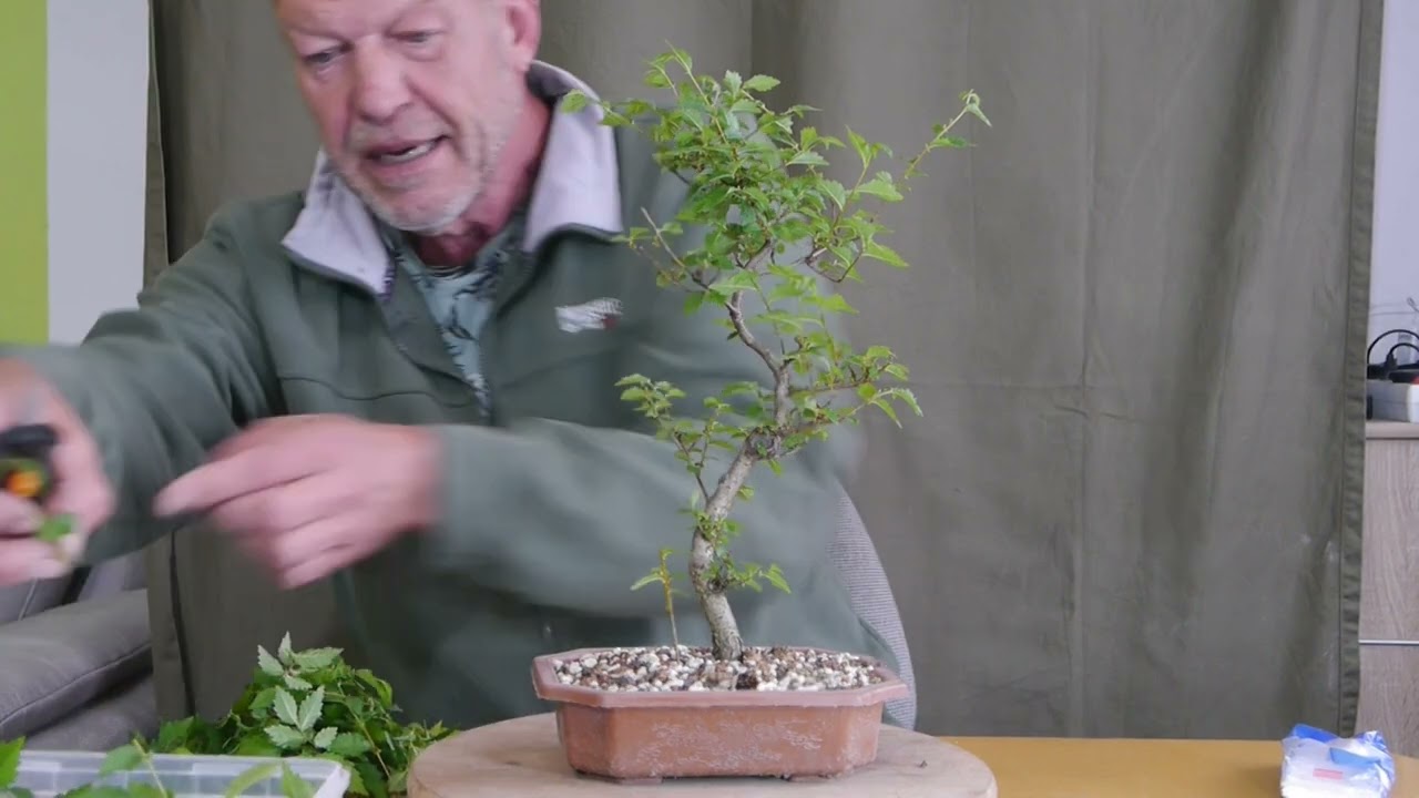 bonsai schere japan teuer Wazakura Gartenschere Yasugi Steel Ashinaga Bonsai-Schere 8