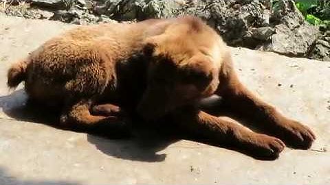 Tứ đại quốc khuyển: Ký sự tầm chó bản địa người H