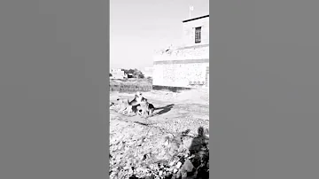 كلب شارع يكتل روك لكسبلور صلبوخ لايك اشتراك لوسي وروك تحديات تجارب اكسبلور تيم مرحب مليون 