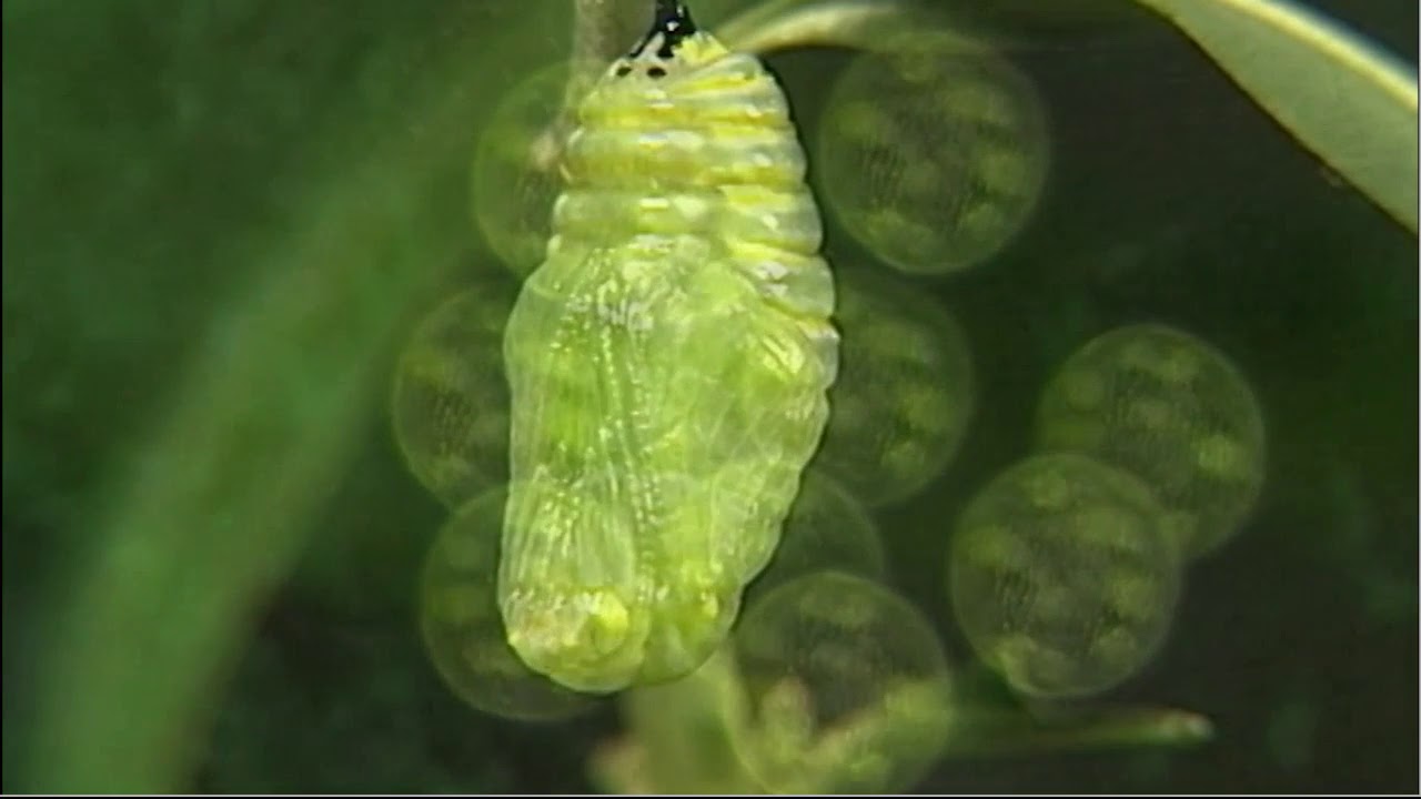 Imaginal Cells YouTube