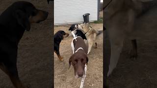 NO DAYS OFF ♥️ #hardwork #dogs #obsessed #cute #pups #love #job #entrepreneur #house #yard #playing