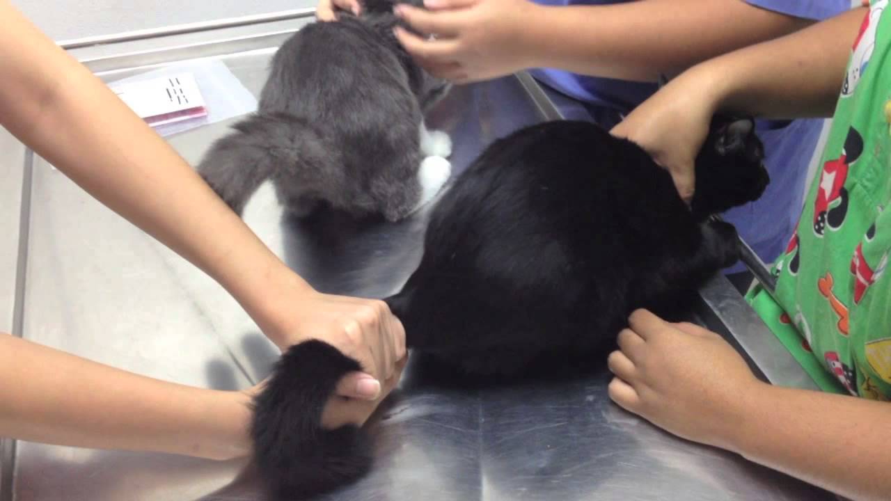 How To Take A Cat s Temperature YouTube