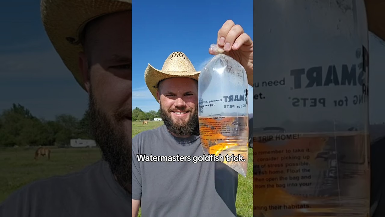 Хитрость Watermasters с золотыми рыбками. Как содержать поилку в чистоте 