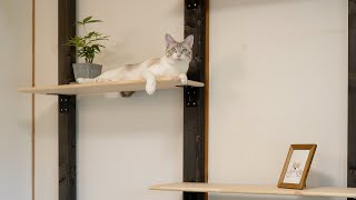 高い所で遊びたい猫のために棚を作ってみました by ヤトと小太郎とトワ 27,440 views 2 years ago 4 minutes, 35 seconds