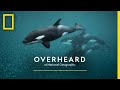 The secret culture of orcas  podcast  overheard at national geographic