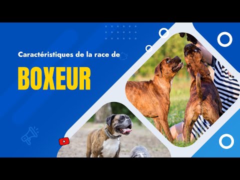 Vidéo: Quels chiens ont été utilisés pour créer le boxeur?