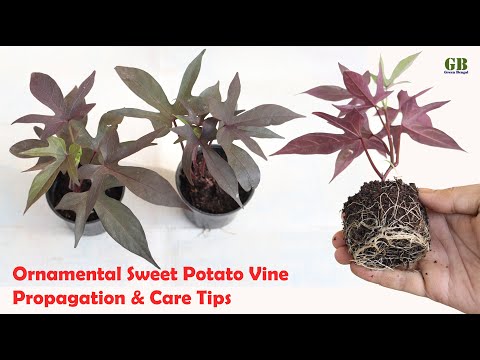 Propagate Ornamental Sweet Potato Vine from Cuttings and Care Tips