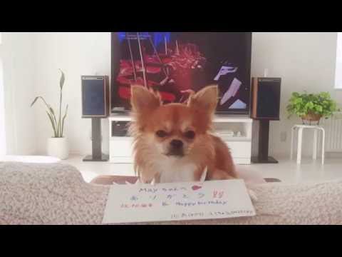 ありがとう動画 #mayj