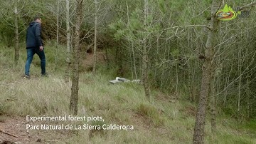 Resilient Forests E07  restoring tree growth