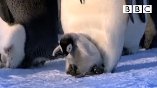 Adorable penguin chicks first steps | Penguins: Spy in the Huddle - BBC