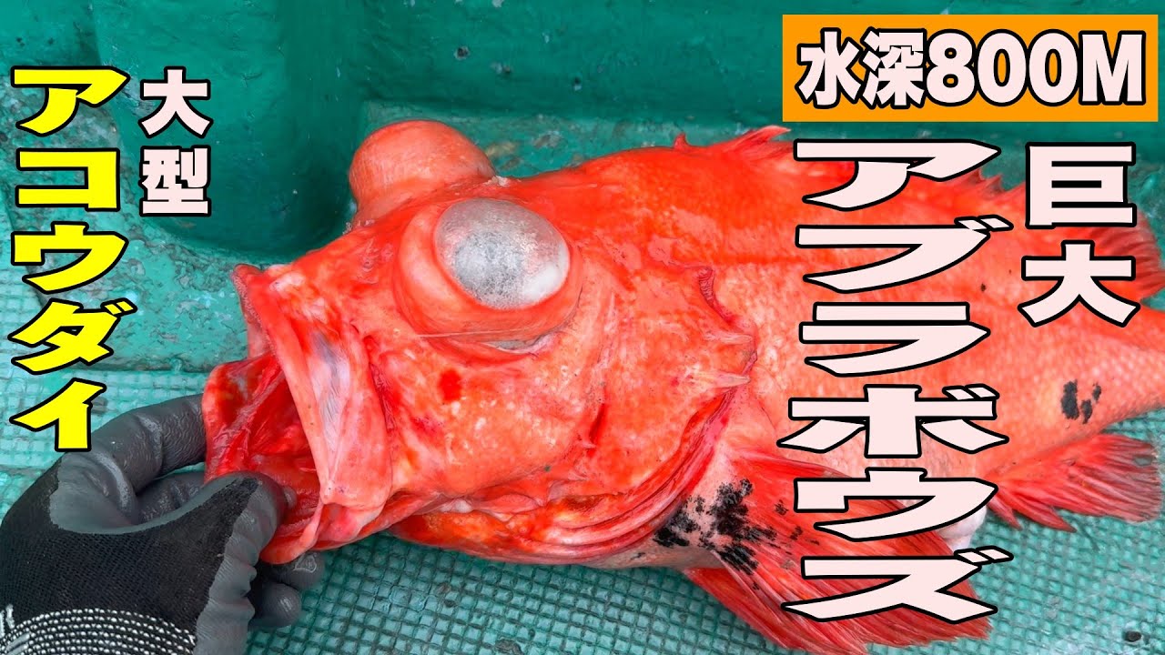 《和歌山・丸十丸》【関西唯一のアブラボウズ船】巨アブラボウズ狙い！白浜沖リレー便で大型アコウダイ！2025 5 18アブラボウズ・アコウダイ