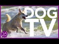 Dog TV: 12 Hours of Entertaining Dog Walks! (2021)