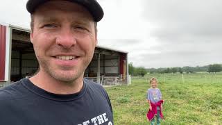 Will Chickens Bust Up Cow Pies?  (Our 4 Day Experiment)