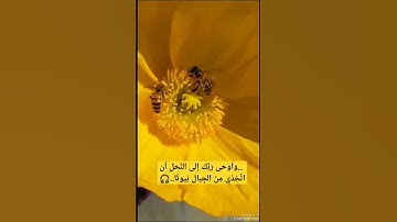 بصوت الشيخ عبد الباسط عبد الصمد الآية 68و69💞من سورة النحل 🎧