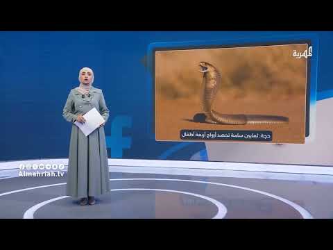 وفاة 4 أطفال في حجة بسبب لدغات الثعابين السامة