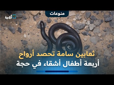 وسط هلع الأهالي ثعابين سامة تحصد أرواح أربعة أطفال أشقاء في محافظة حجة