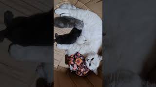 Mom cat breastfeed day 6 kittens by MURPHY & LUCY TURKISH ANGORA CATS 104 views 1 year ago 1 minute, 2 seconds