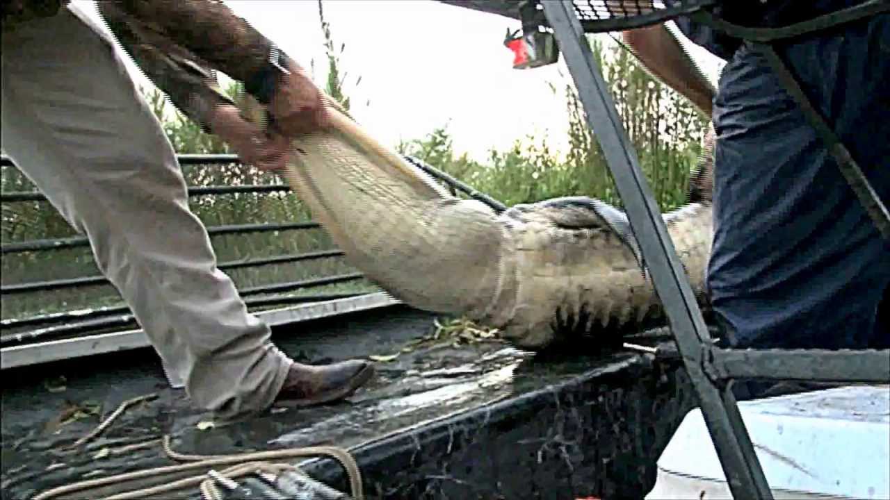 Tampa Archery Shop Gator Hunting Promo YouTube