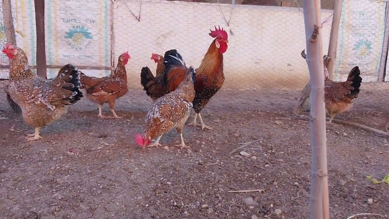 دجاج ليجورن ميلفلور ماشاء الله اللهم زد وبارك من داخل مزرعة التعاونية الفلاحية السمنات. 0644144113.