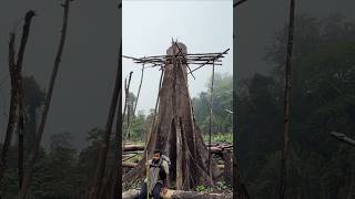 যেভাবে গাছ কাটা হচ্ছে, আগামী ১০ বছর পর কি থাকবে সবুজ বান্দরবান? |NOVO ROSH #forest #vlog #bandarban