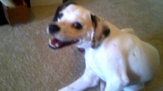 Ozzy Has His Own Facebook Page