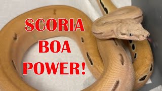 VPI T+ and SCORIA GENE IN BOAS! HURRICANE IAN UPDATE!