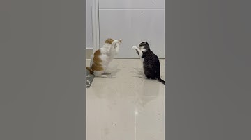 My cats after ate cat nip so funny 🤣🤣