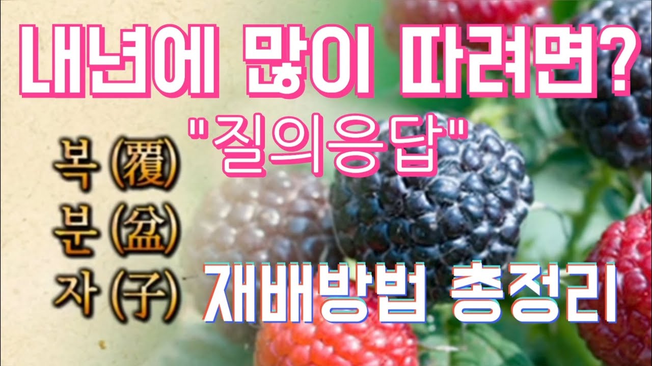 내년에 복분자 많이 따려면? / 질의응답(재배방법 총청리)