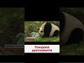 😨⚡ Китай шантажує США... пандами! І сотні тисяч доларів не допоможуть
