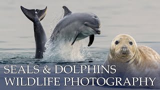 PHOTOGRAPHING SEALS AND DOLPHINS - Wildlife Photography Vlog with Lars Mikkelsen