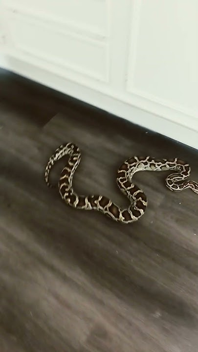 BURMESE Pythons on the floor in the house! #burmesepython #snake # ...