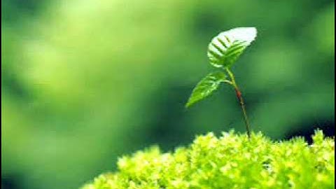 سورة الفرقان بدر الدوسري رمضان 35 جامع السويلم