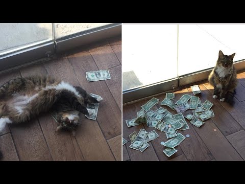 Meet 'Cashnip Kitty,' the Cat Who Loves Money