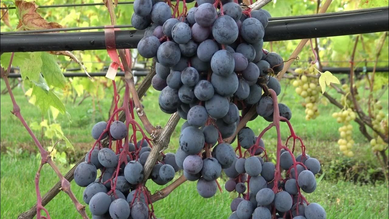 Виноград Каберне барон: купить в Санкт-Петербурге - цена 360 за 1 шт. - Доставка