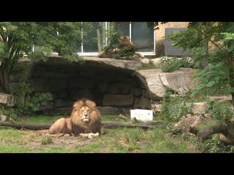 Munich Zoo tackles taboo of homosexuality in animal kingdom | AFP