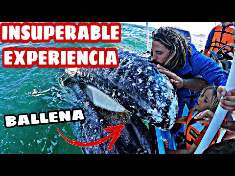 Video: Cómo hacer avistamiento de ballenas en Baja California Sur, México