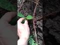 山の中で苔玉作り.チャボホトトギス
